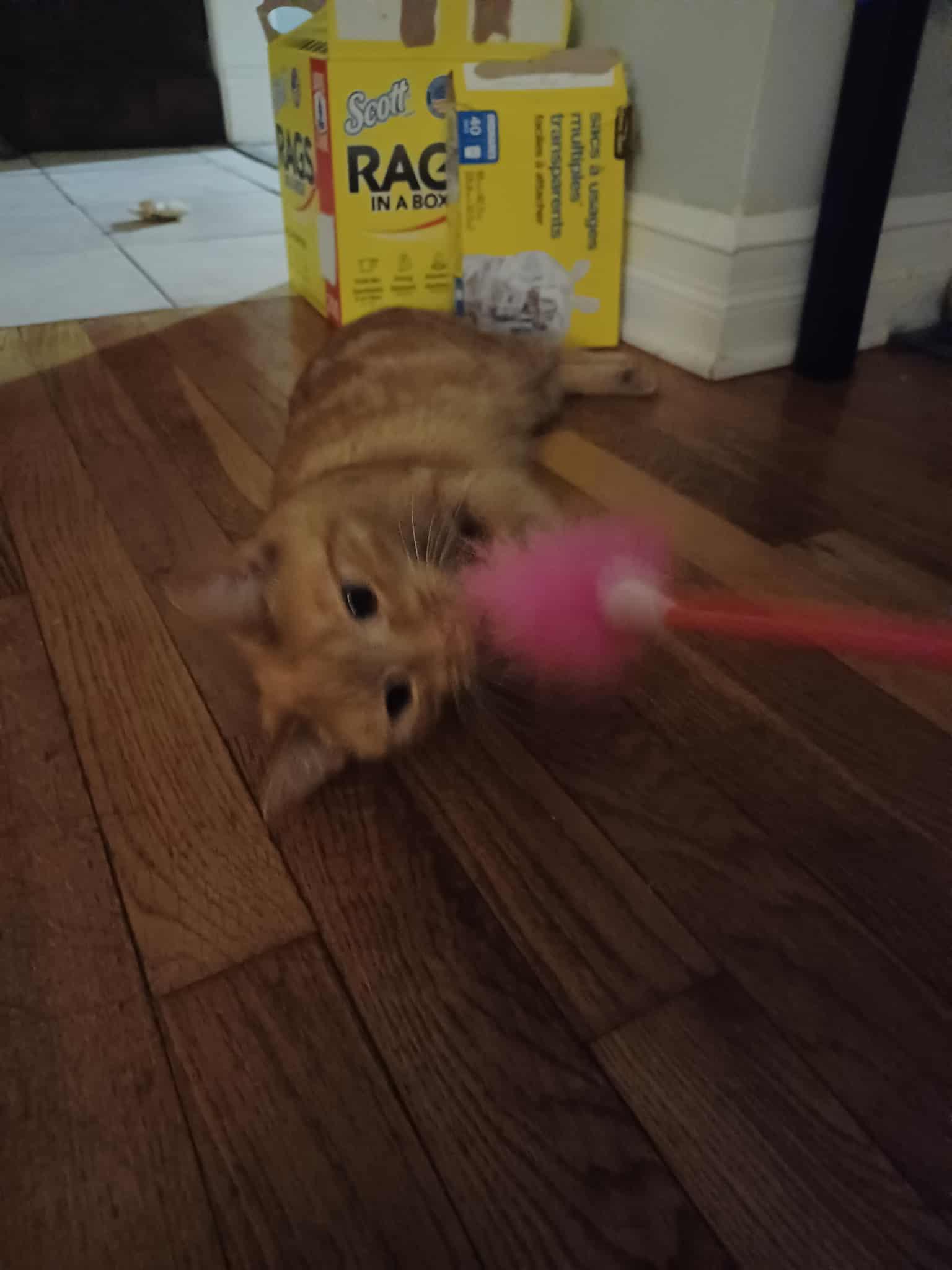 Mariah (f) 1yrs old Red tabby marble tabby