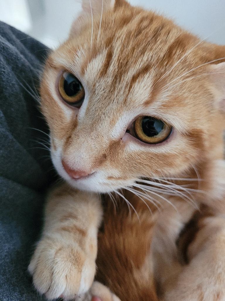 Mariah (f) 1yrs old Red marble tabby