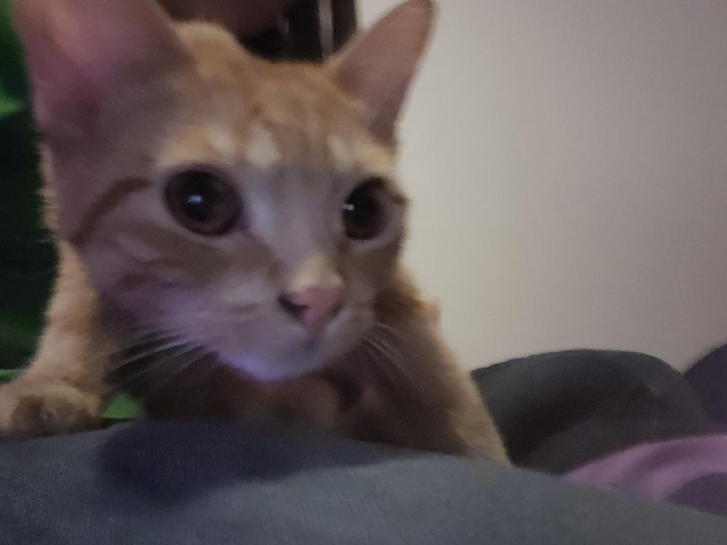 Mariah (f) 1yrs old Red tabby marble tabby