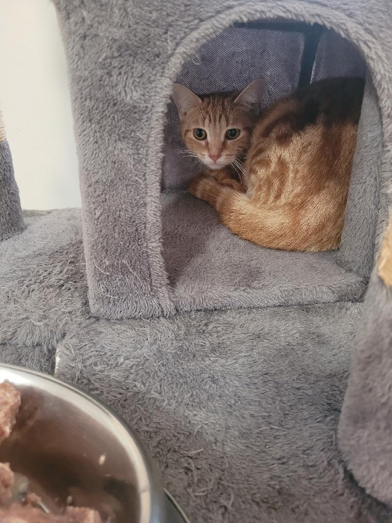 Mariah (f) 1yrs old Red tabby marble tabby