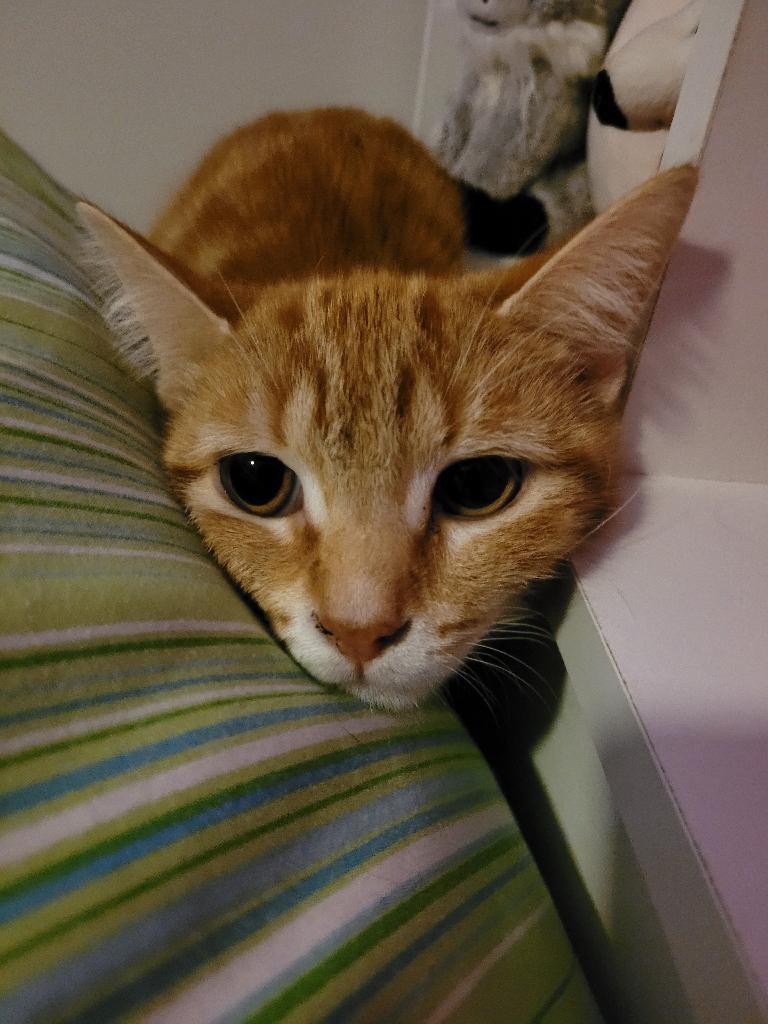 Mariah (f) 1yrs old Red marble tabby 5
