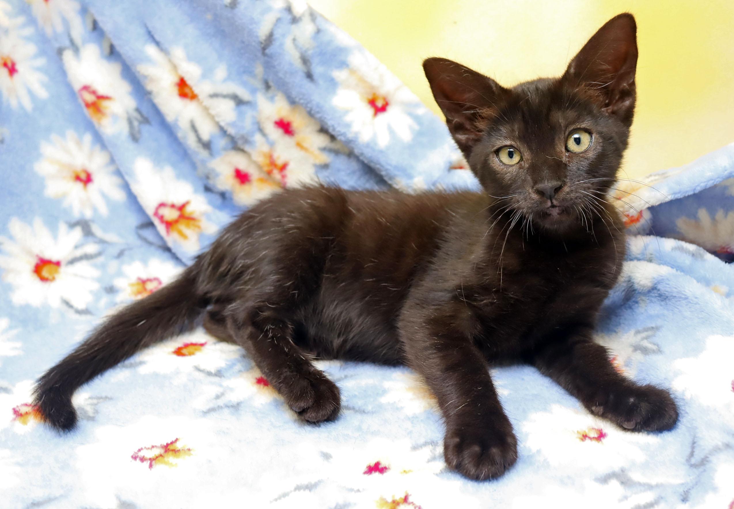 Enlarge Countess, a Adopted Domestic Short Hair in Tierra Verde, FL image 2/2