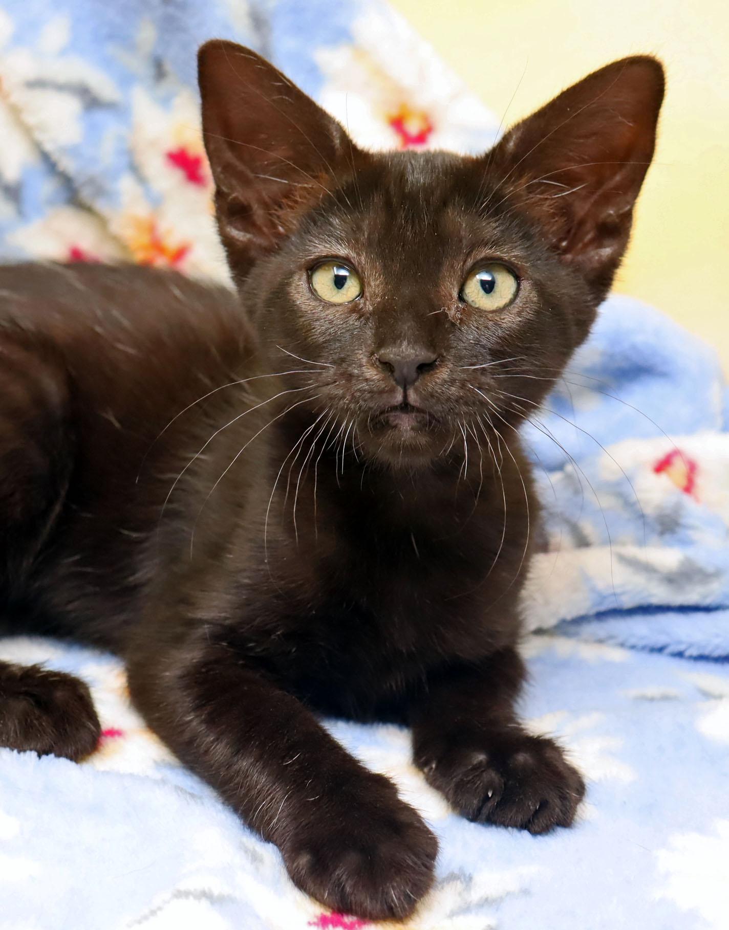 Enlarge Countess, a Adopted Domestic Short Hair in Tierra Verde, FL image 1/2