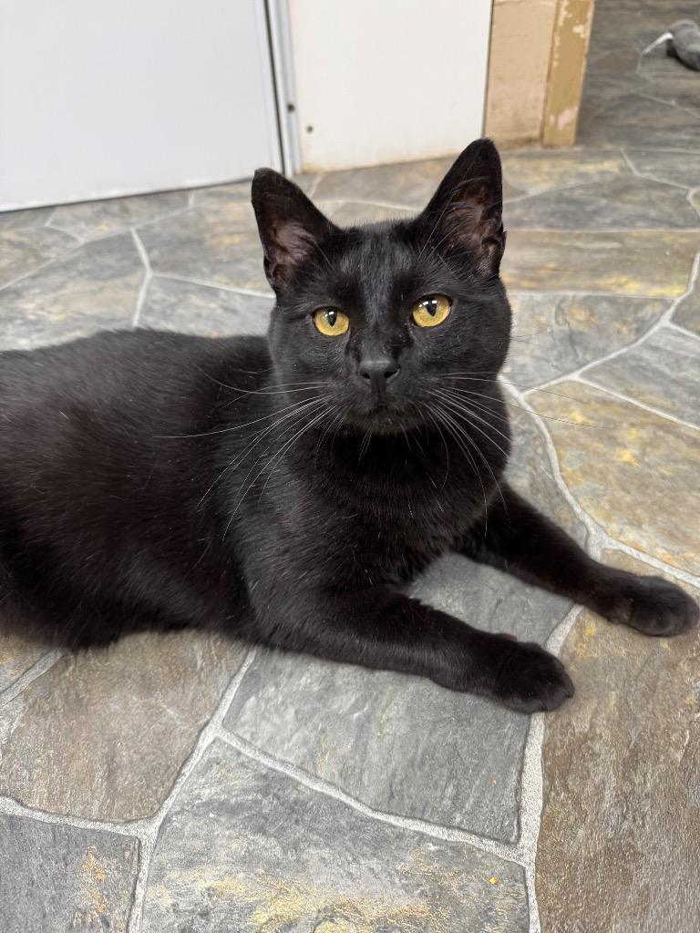 Nelson, Adoptable, Adult Male Domestic Short Hair.