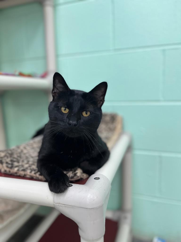 Enlarge Nelson, a Adoptable mixed breed in Shorewood, IL image 2/6