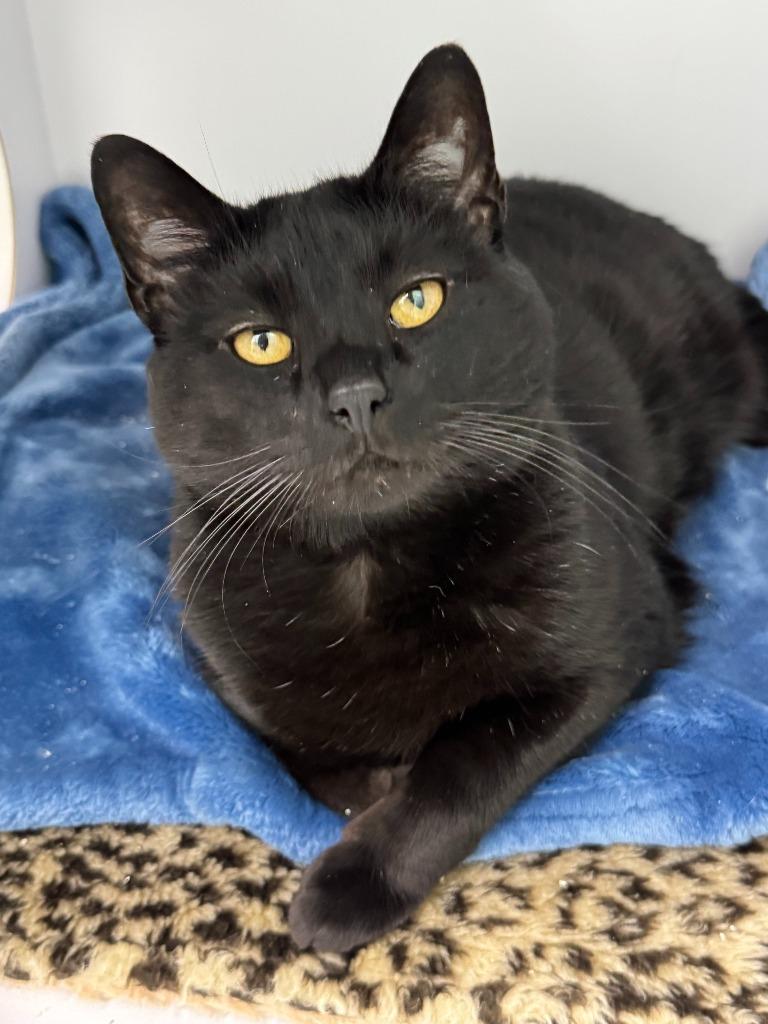 Enlarge Nelson, a Adoptable mixed breed in Shorewood, IL image 3/6