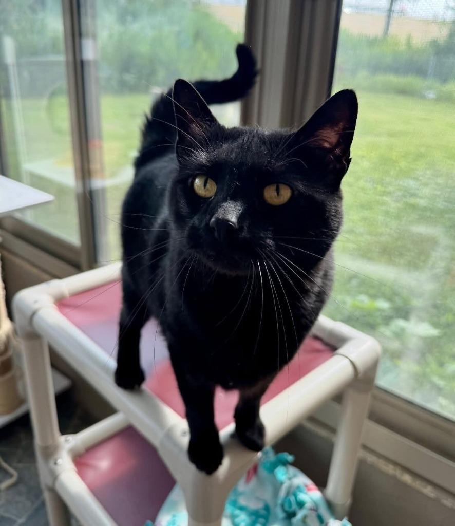 Enlarge Nelson, a Adoptable mixed breed in Shorewood, IL image 4/6