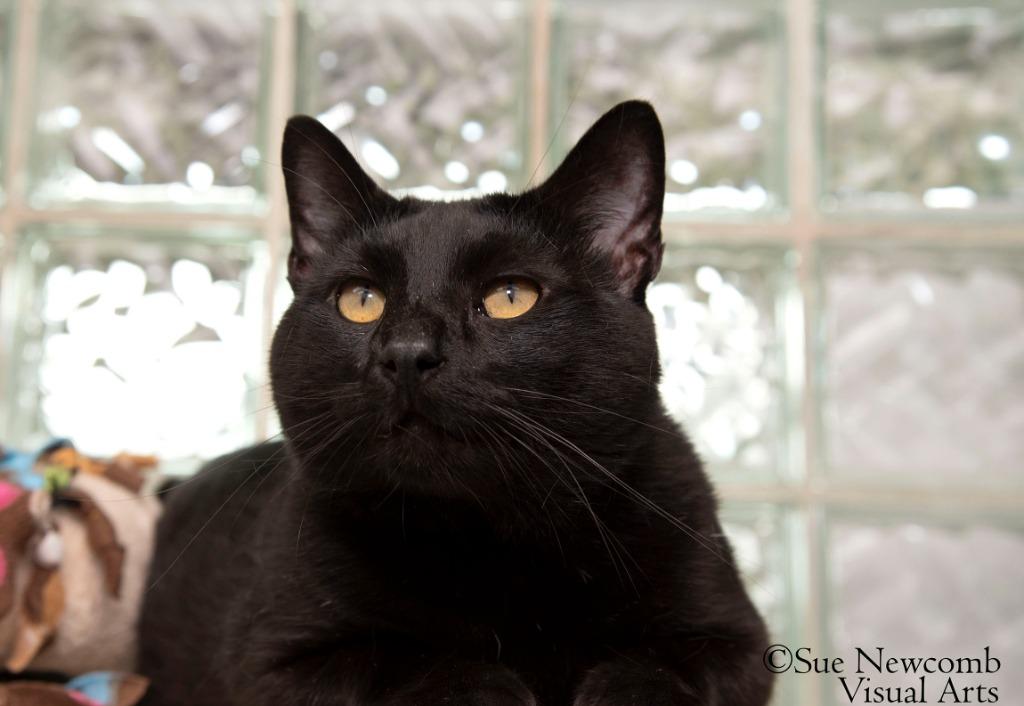 Enlarge Nelson, a Adoptable mixed breed in Shorewood, IL image 5/6