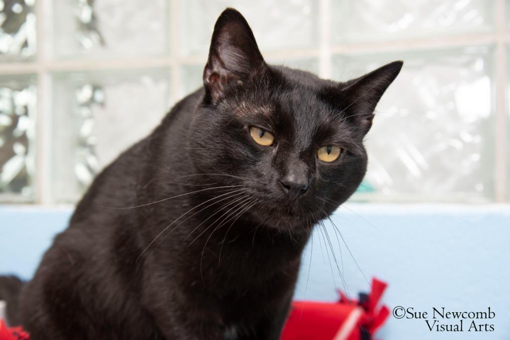 Enlarge Nelson, a Adoptable mixed breed in Shorewood, IL image 6/6