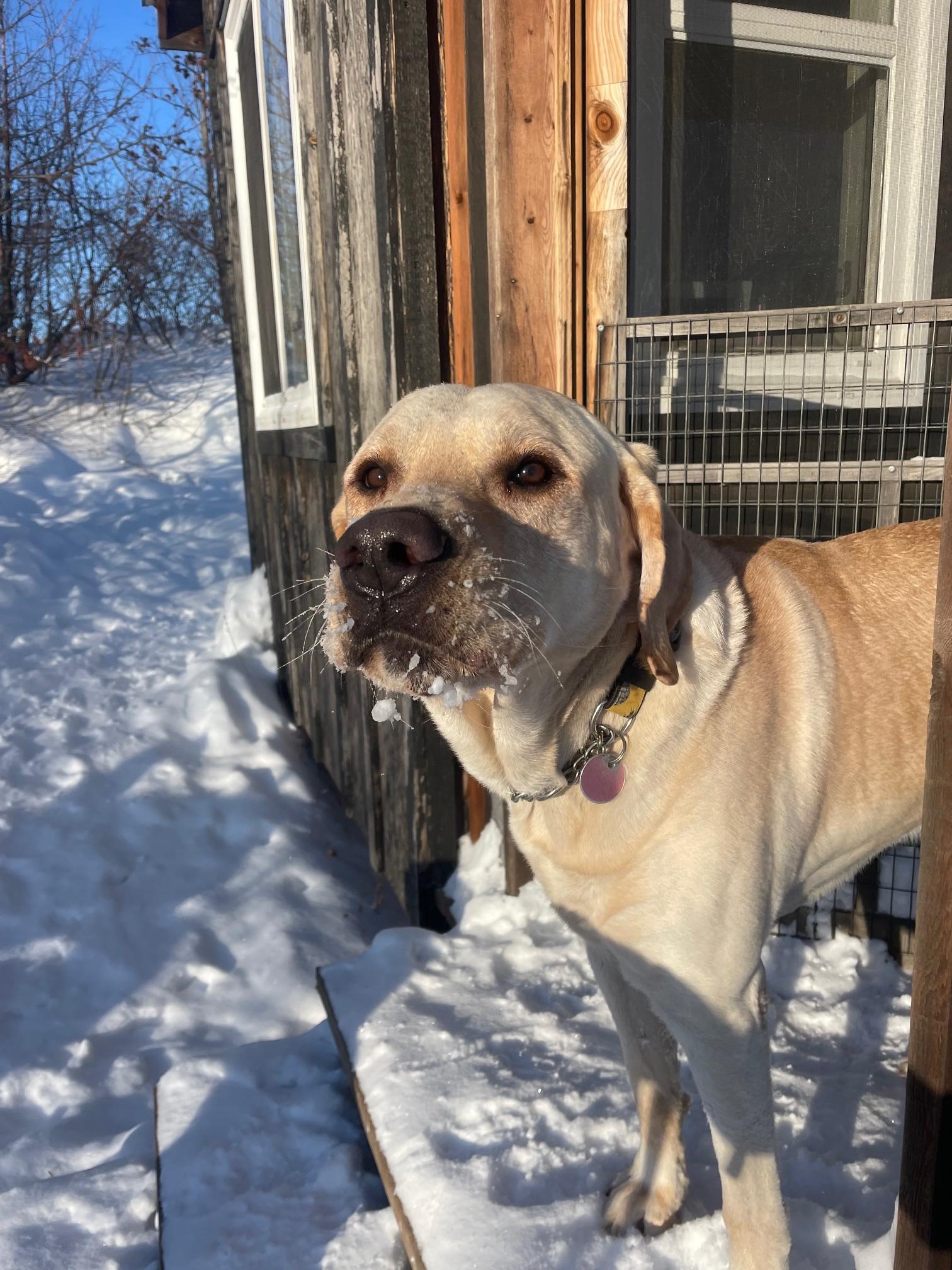 Enlarge Bob, an adopted mixed breed in Terra Cotta, ON image 6/6