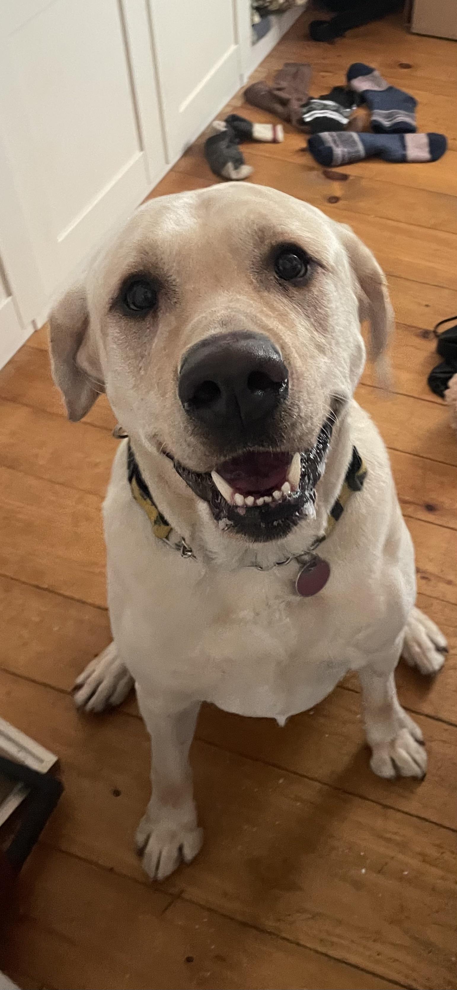 Bob, adopted, Adult Male Yellow Labrador Retriever.