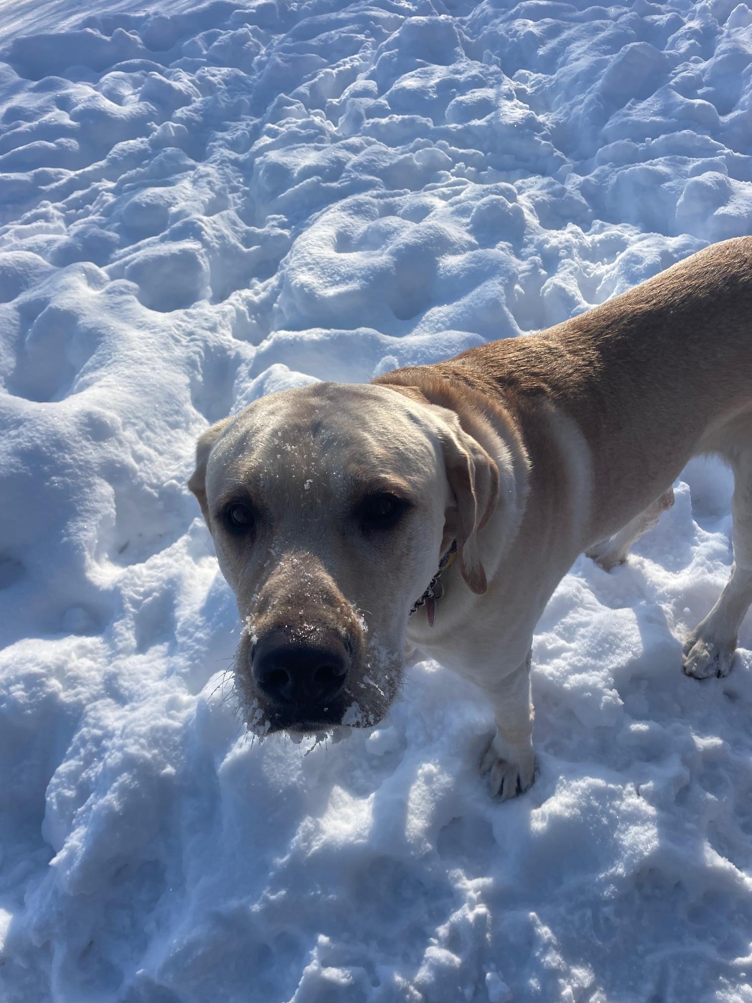 Enlarge Bob, an adopted mixed breed in Terra Cotta, ON image 5/6