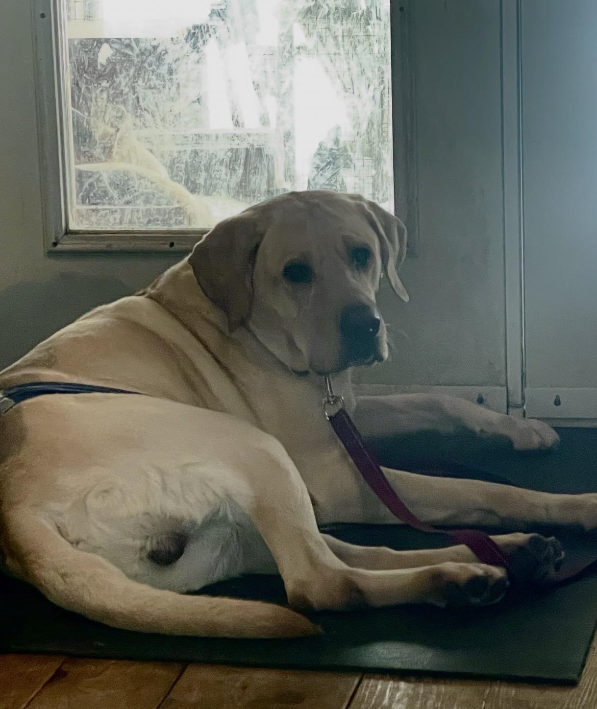 Enlarge Bob, an adopted mixed breed in Terra Cotta, ON image 2/6