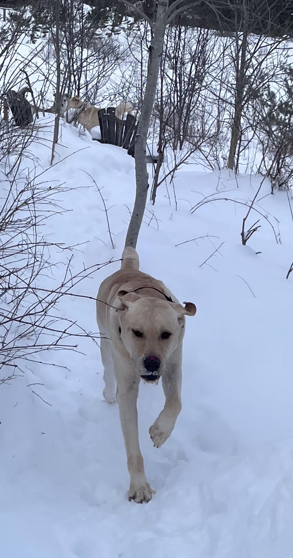 Enlarge Bob, an adopted mixed breed in Terra Cotta, ON image 4/6