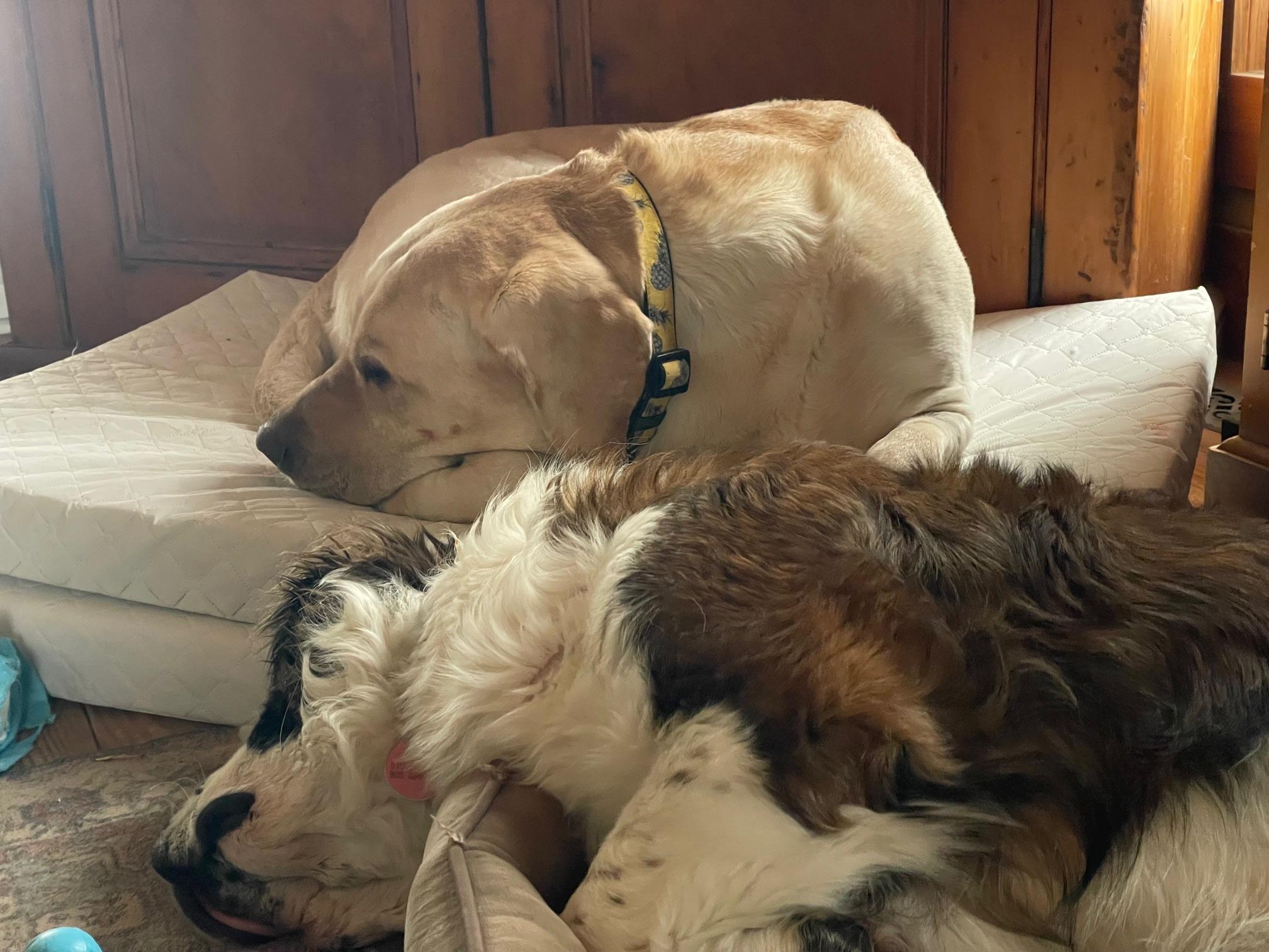 Enlarge Bob, an adopted mixed breed in Terra Cotta, ON image 3/6