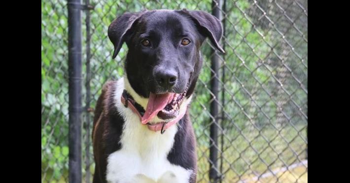 Enlarge Faye, a Adoptable mixed breed in Washington, DC image 1/6