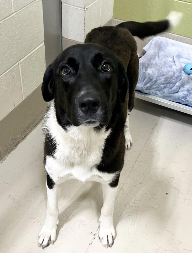 Enlarge Faye, a Adoptable mixed breed in Washington, DC image 2/6