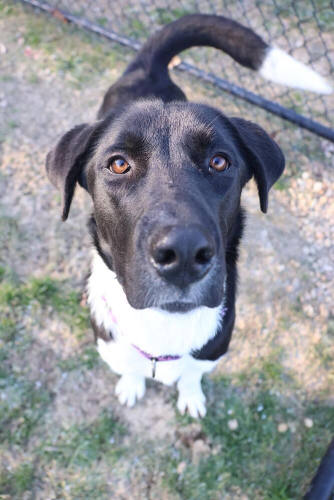 Enlarge Faye, a Adoptable mixed breed in Washington, DC image 3/6