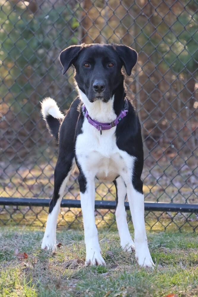 Enlarge Faye, a Adoptable mixed breed in Washington, DC image 5/6