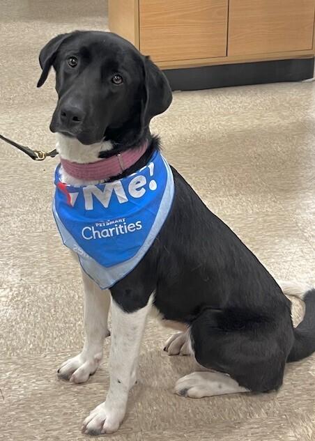 Enlarge Faye, a Adoptable mixed breed in Washington, DC image 6/6