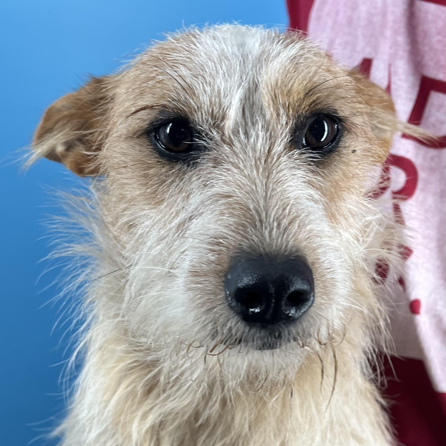 Bingo - Local Sept 26-28