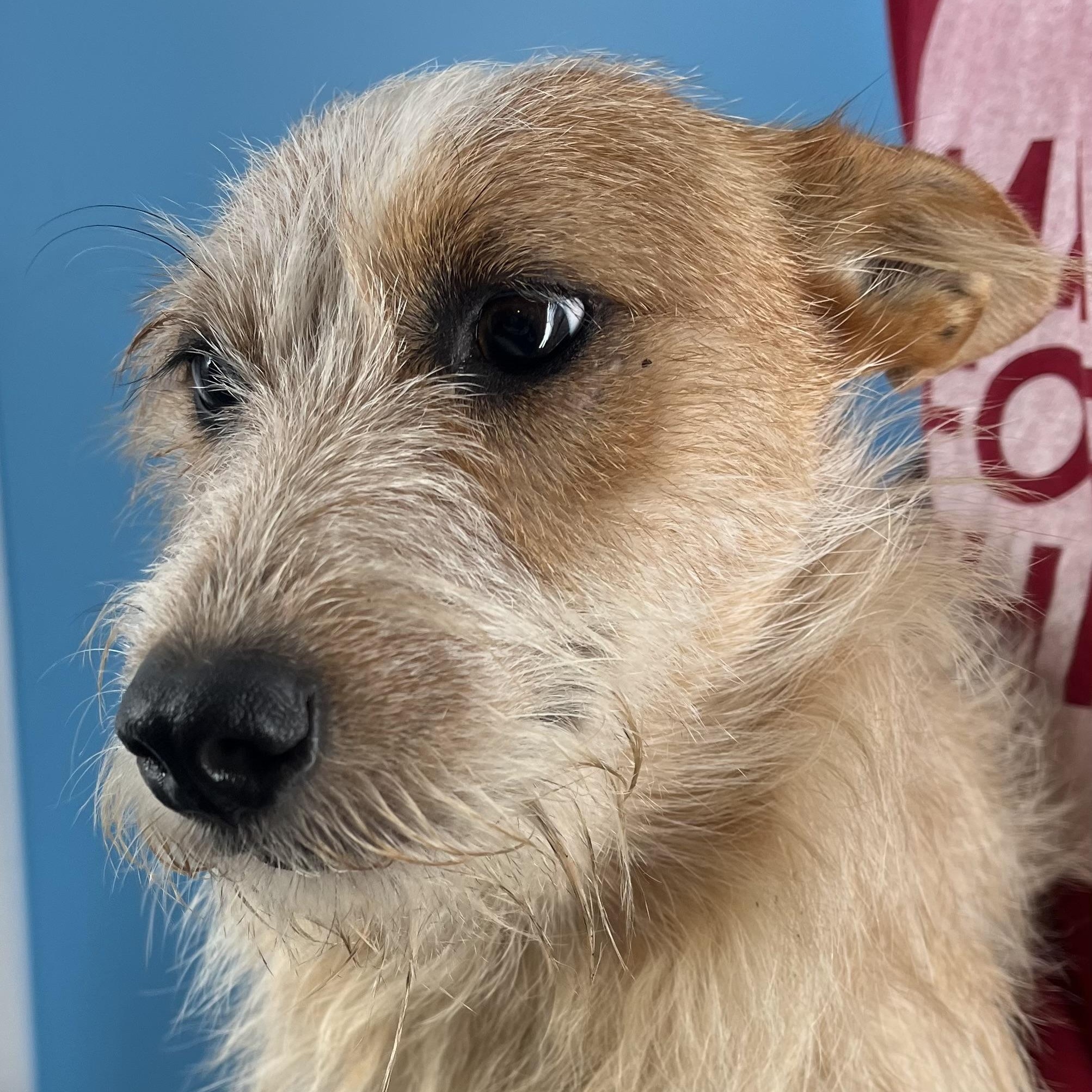 Bingo - Local Sept 26-28