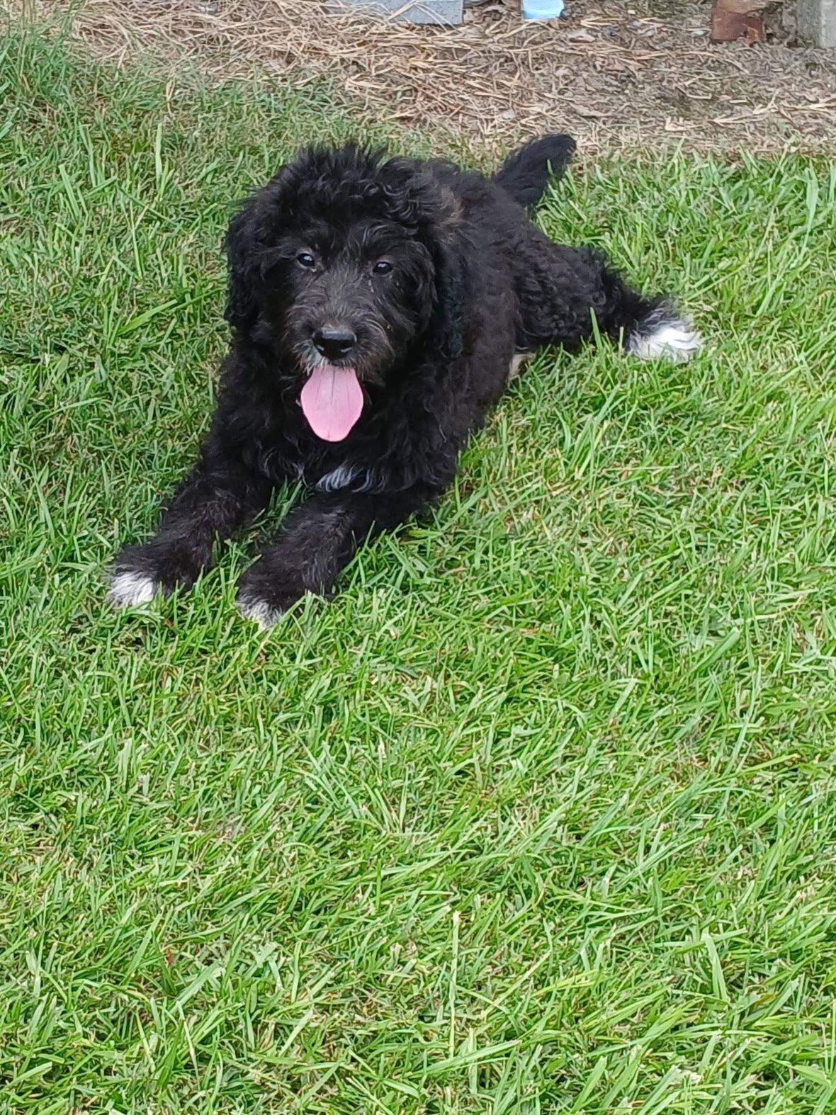Enlarge Hazel, a Adopted mixed breed in Eastman, GA image 1/1