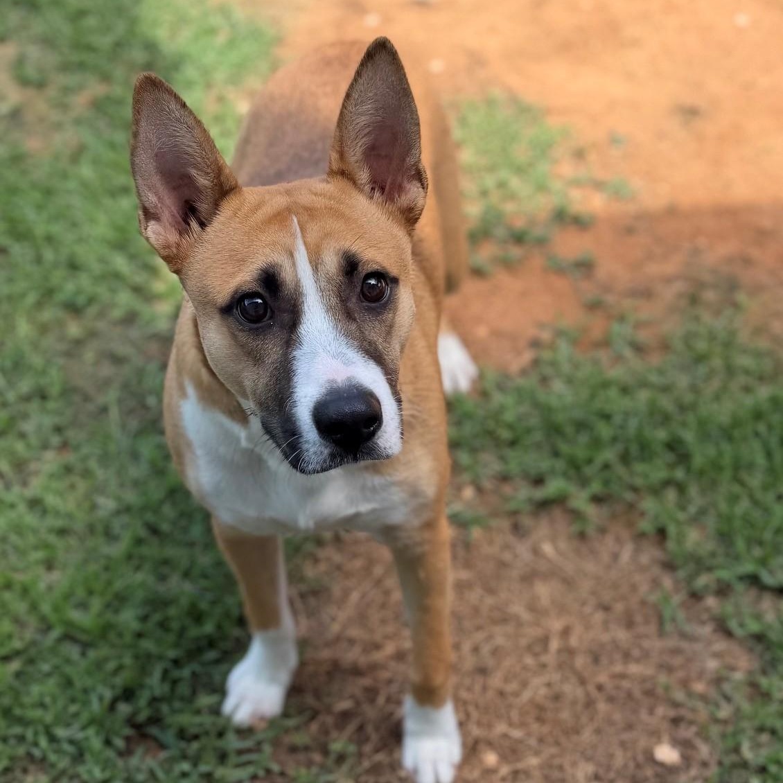 Buddy, ADOPTABLE, Young Male Shepherd.