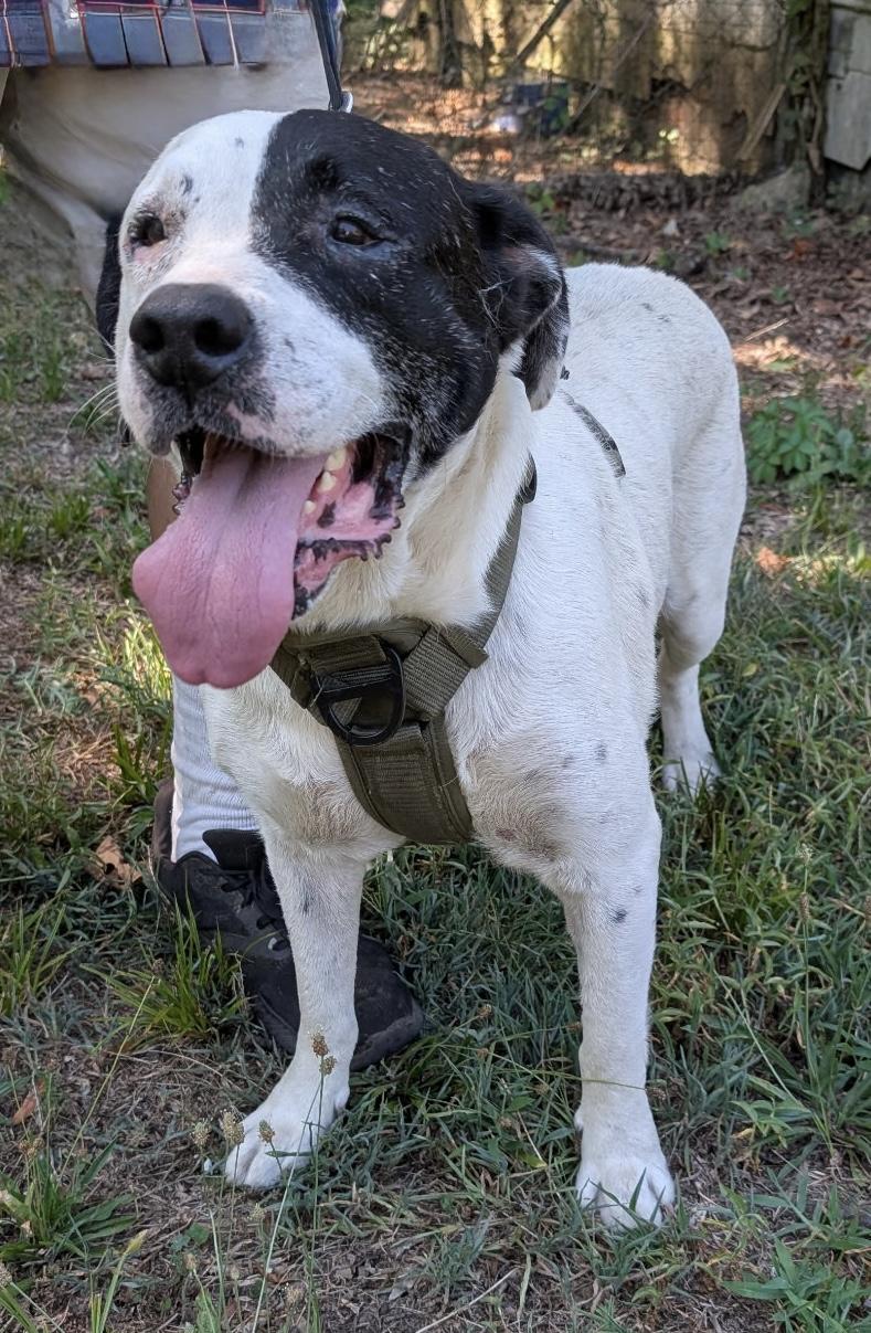 DOOBIE Mixed Breed Dog