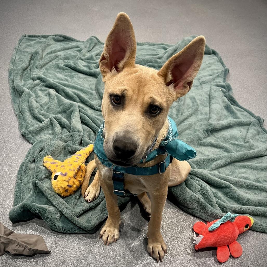 Scooby Snack, Adoptable, Young Male Mixed Breed.