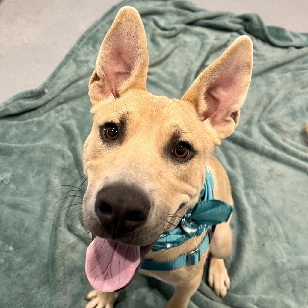 Enlarge Scooby Snack, a Adoptable Mixed Breed in Canal Winchester, OH image 2/6