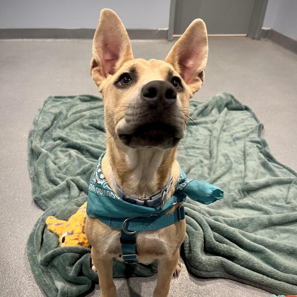 Enlarge Scooby Snack, a Adoptable Mixed Breed in Canal Winchester, OH image 3/6