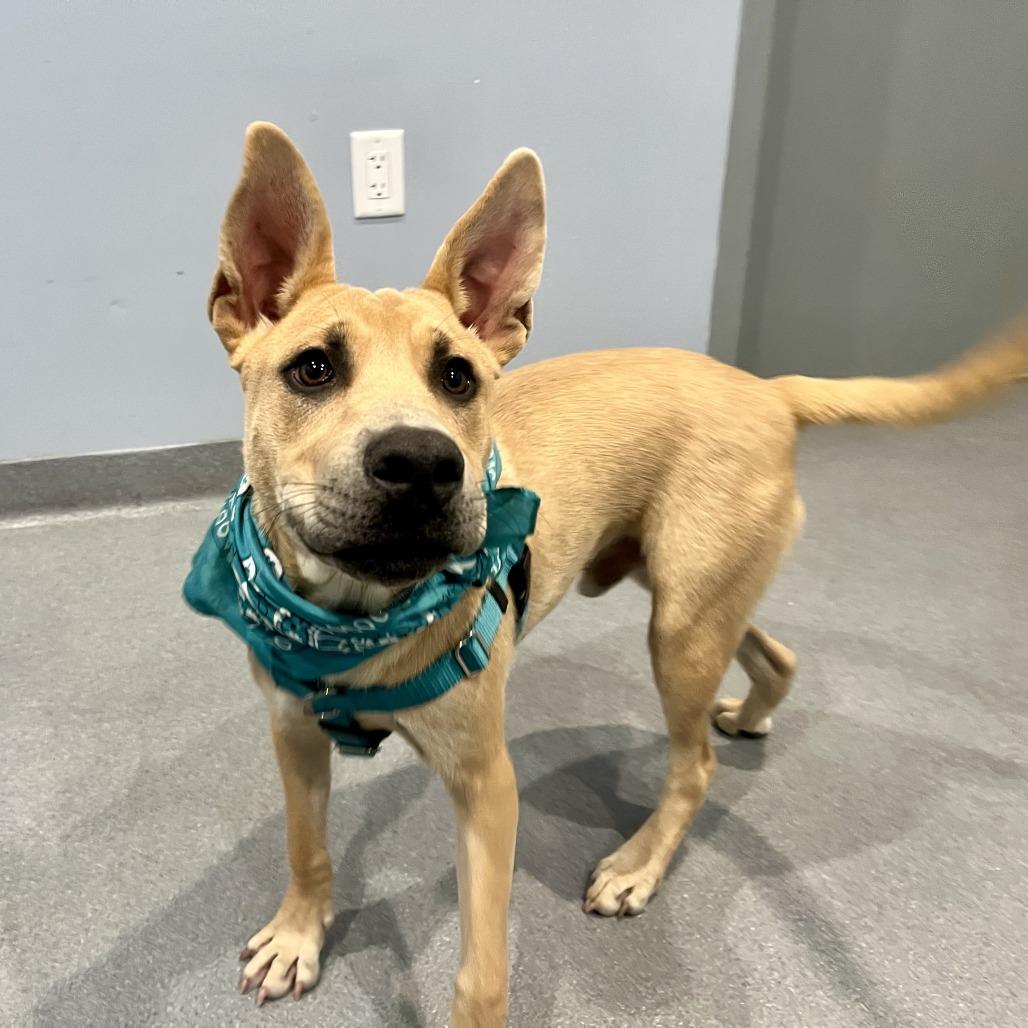 Enlarge Scooby Snack, a Adoptable Mixed Breed in Canal Winchester, OH image 4/6