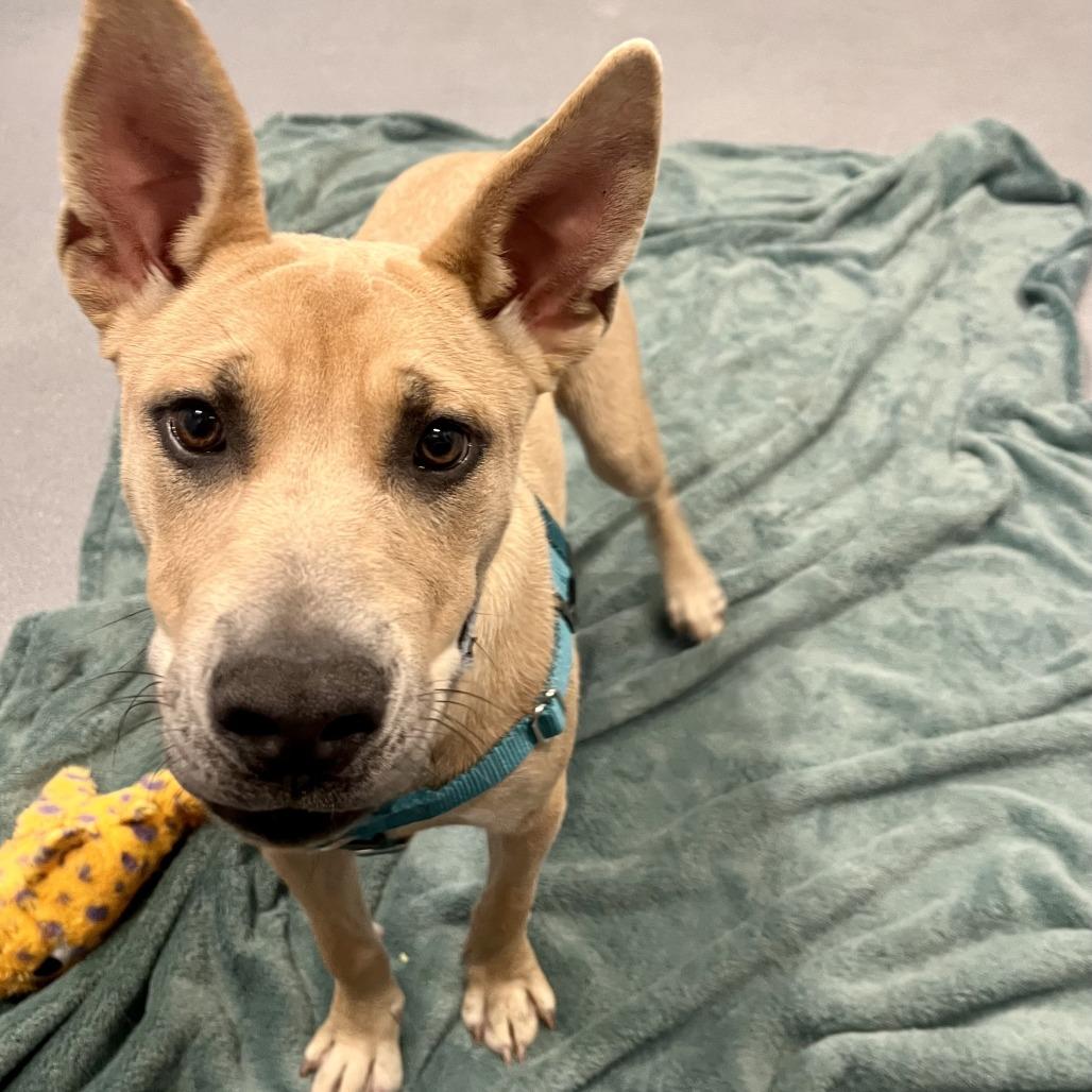 Enlarge Scooby Snack, a Adoptable Mixed Breed in Canal Winchester, OH image 5/6