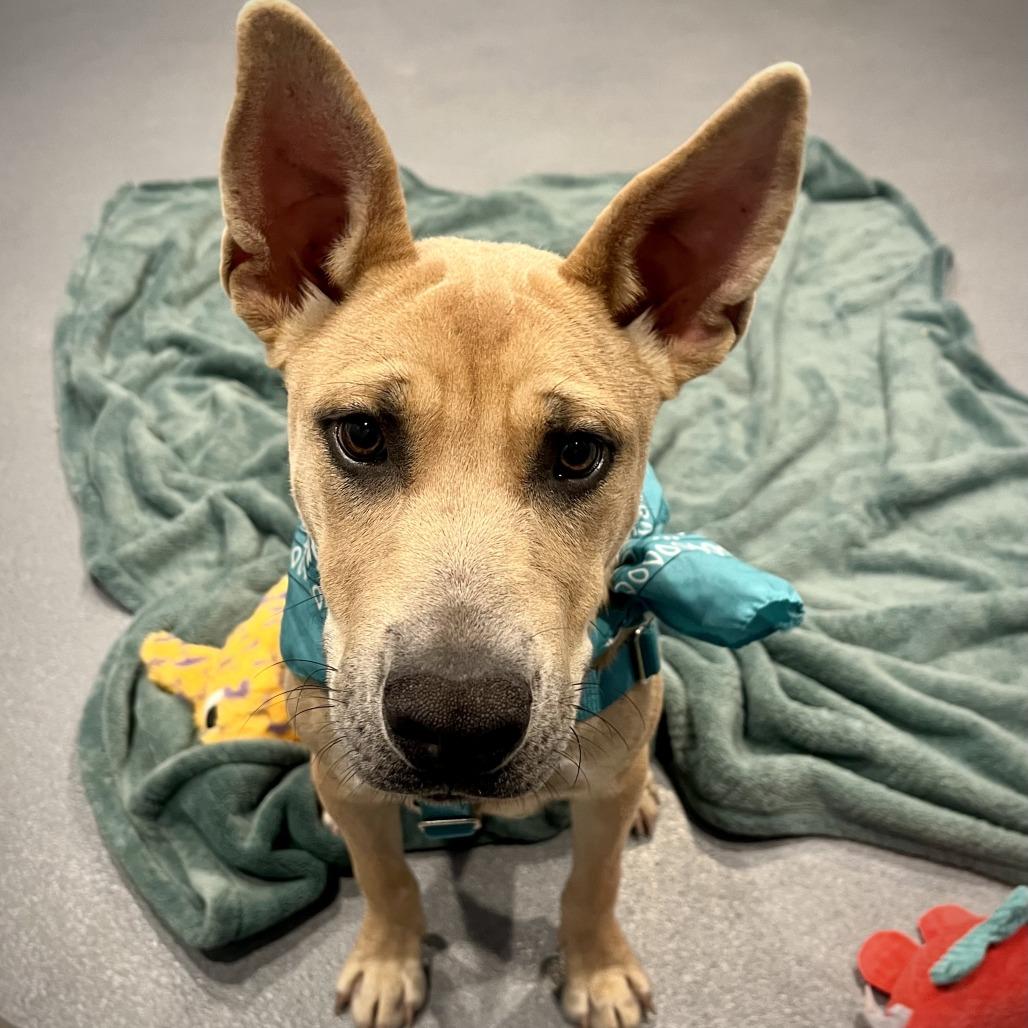 Enlarge Scooby Snack, a Adoptable Mixed Breed in Canal Winchester, OH image 6/6