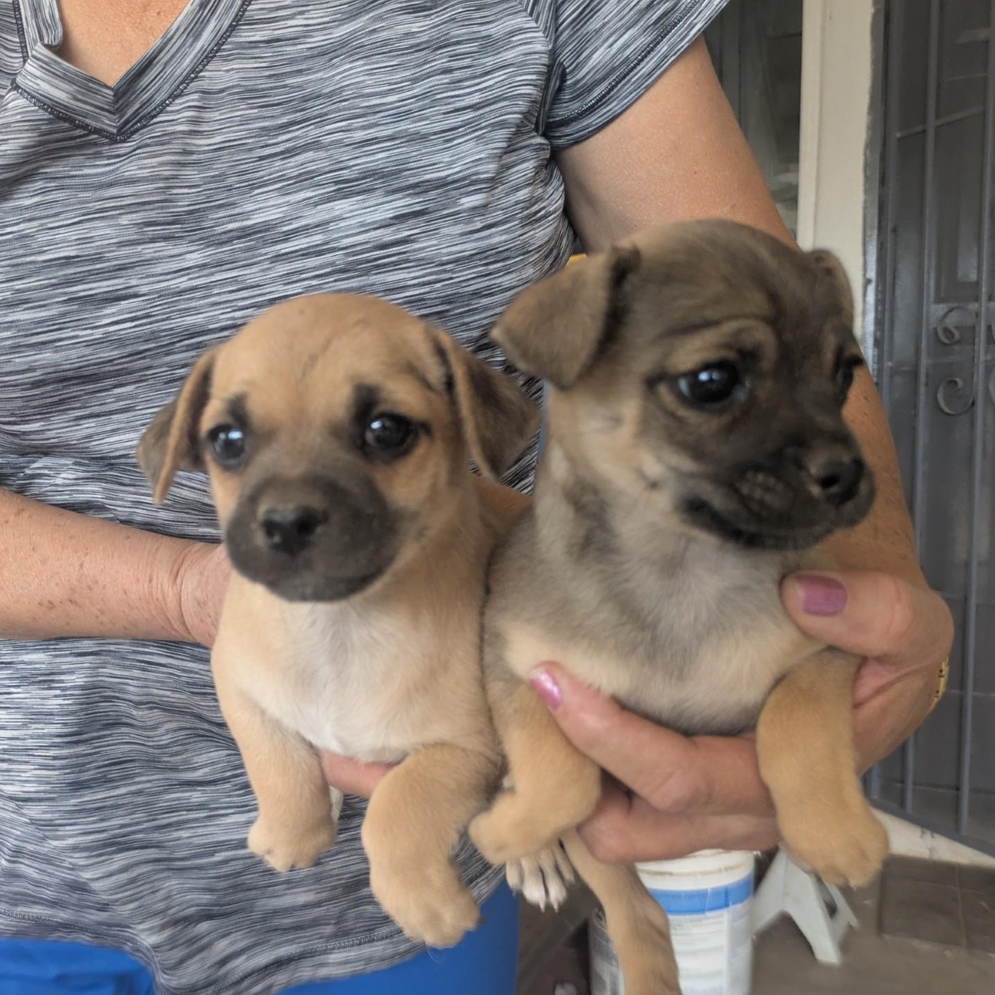Enlarge Gus, an adopted mixed breed in Gilbert, AZ image 5/6