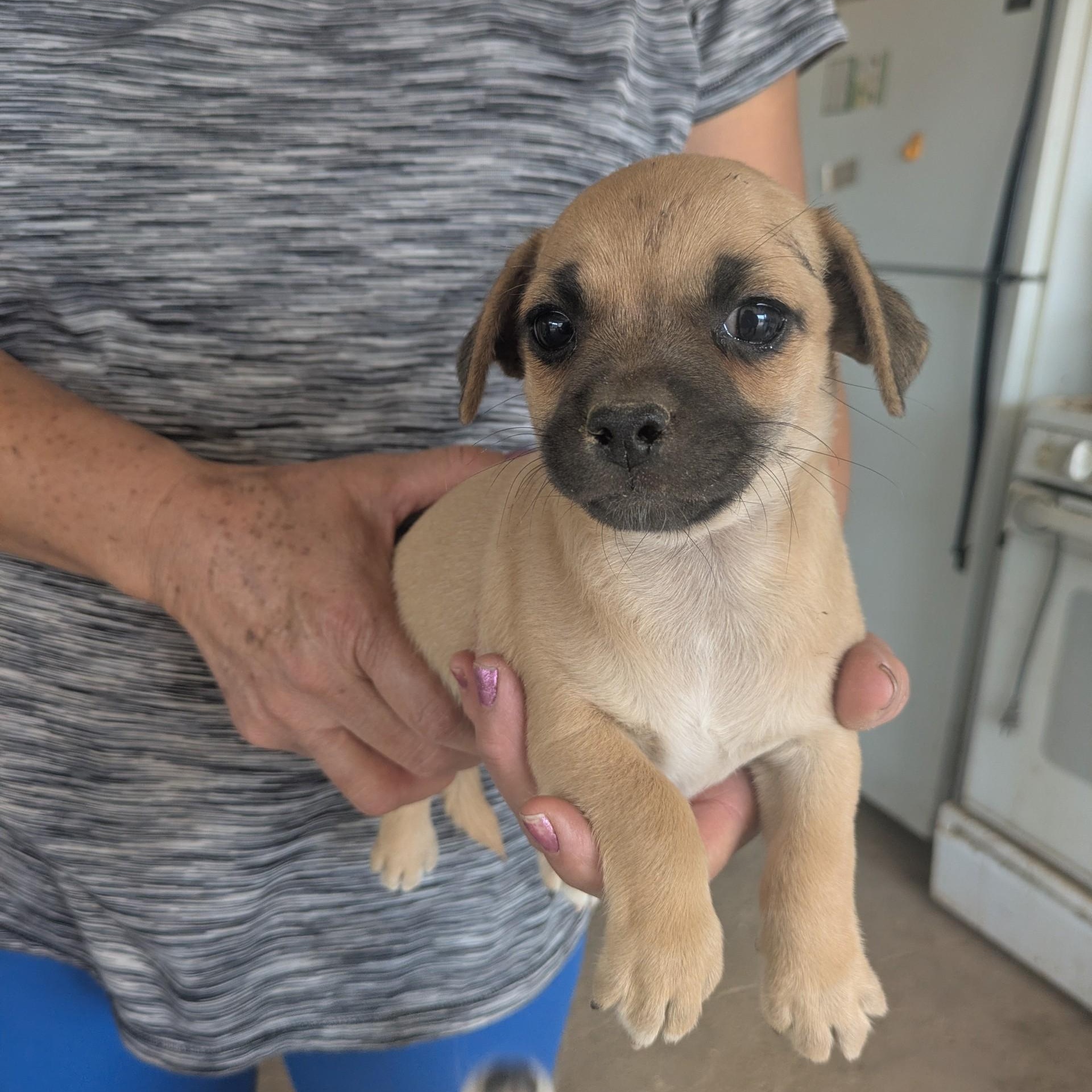 Enlarge Gus, an adopted mixed breed in Gilbert, AZ image 3/6