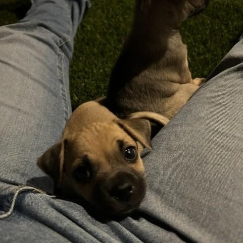 Enlarge Gus, an adopted mixed breed in Gilbert, AZ image 2/6