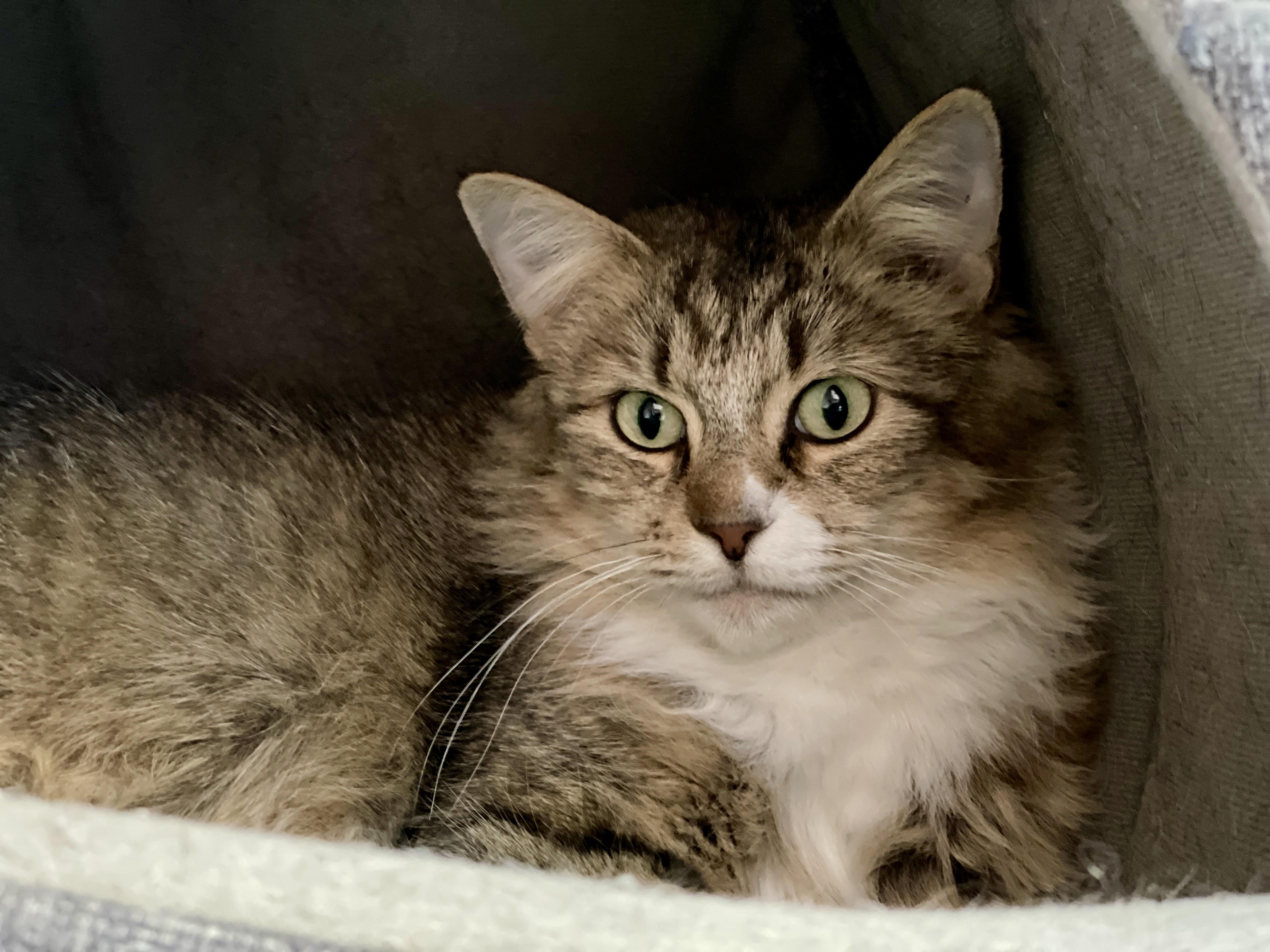 Enlarge Carrie, a ADOPTABLE Domestic Medium Hair in Charles Town, WV image 5/5