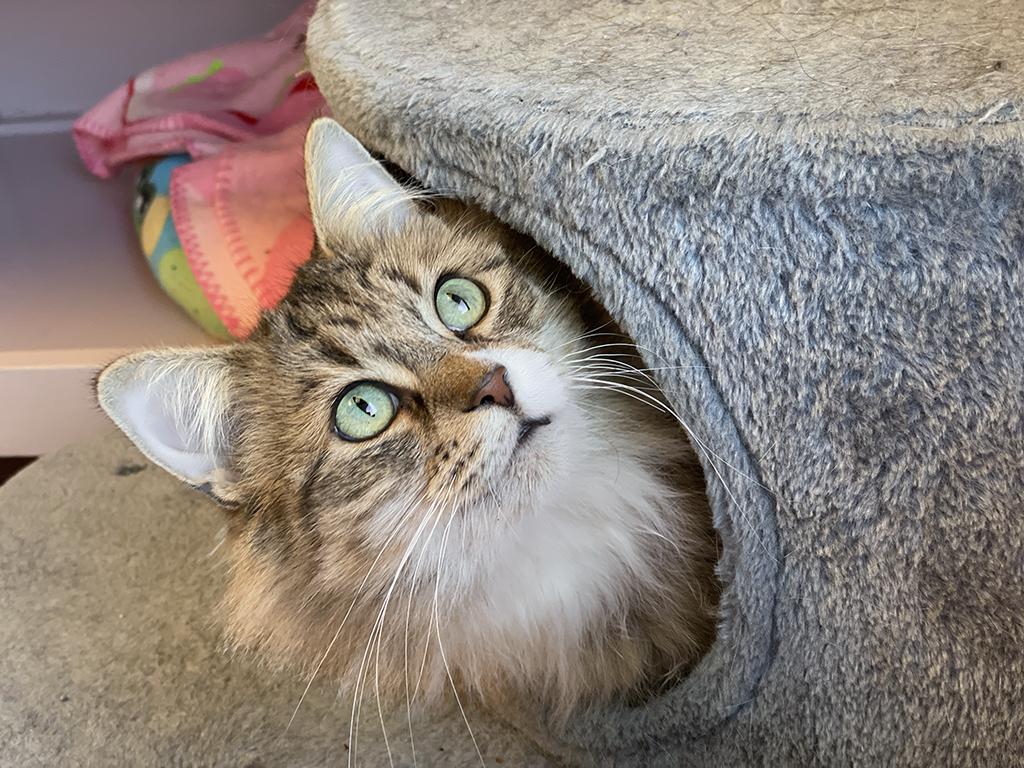 Enlarge Carrie, a ADOPTABLE Domestic Medium Hair in Charles Town, WV image 3/5