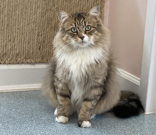 Carrie, ADOPTABLE, Adult Female Domestic Medium Hair.