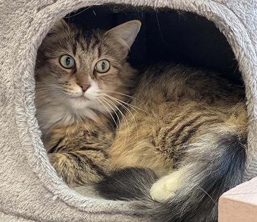 Enlarge Carrie, a ADOPTABLE Domestic Medium Hair in Charles Town, WV image 4/5