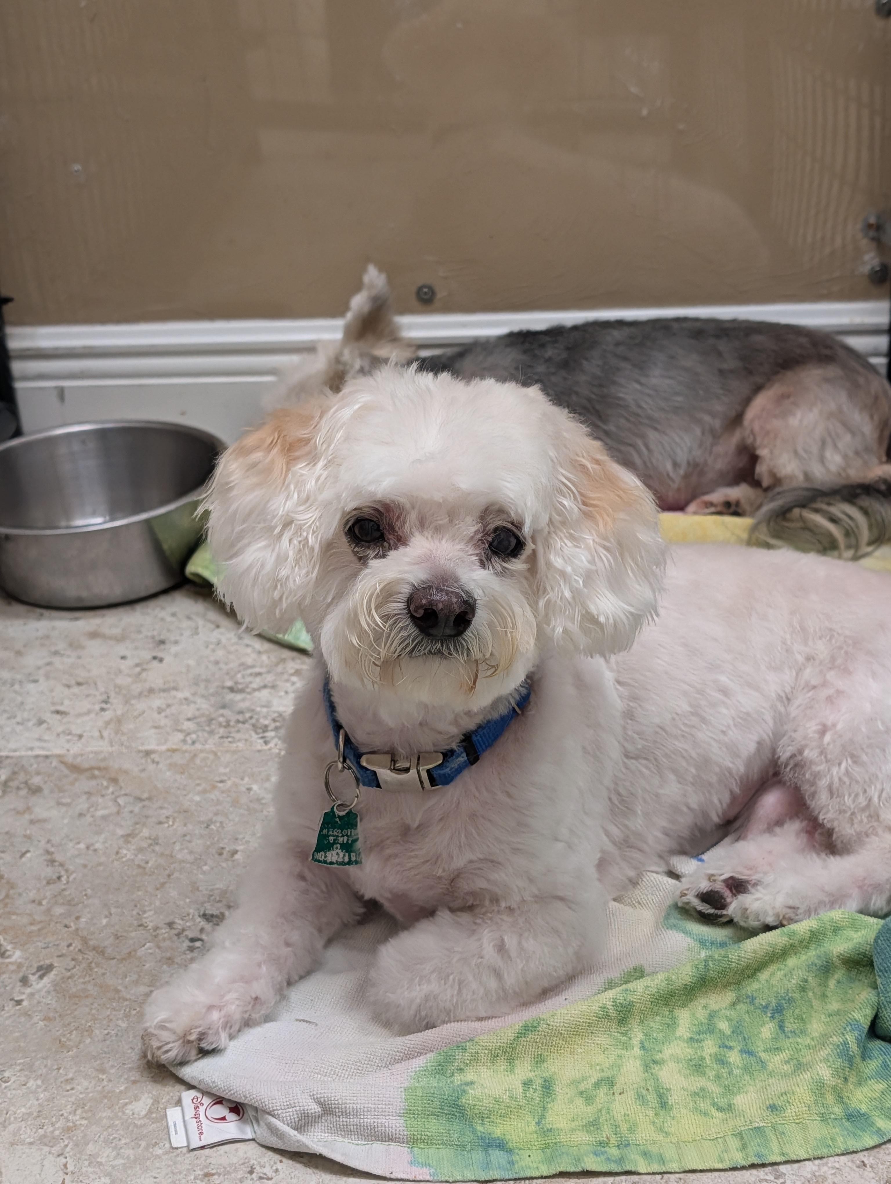 Chance, ADOPTABLE, Senior Male Bichon Frise.