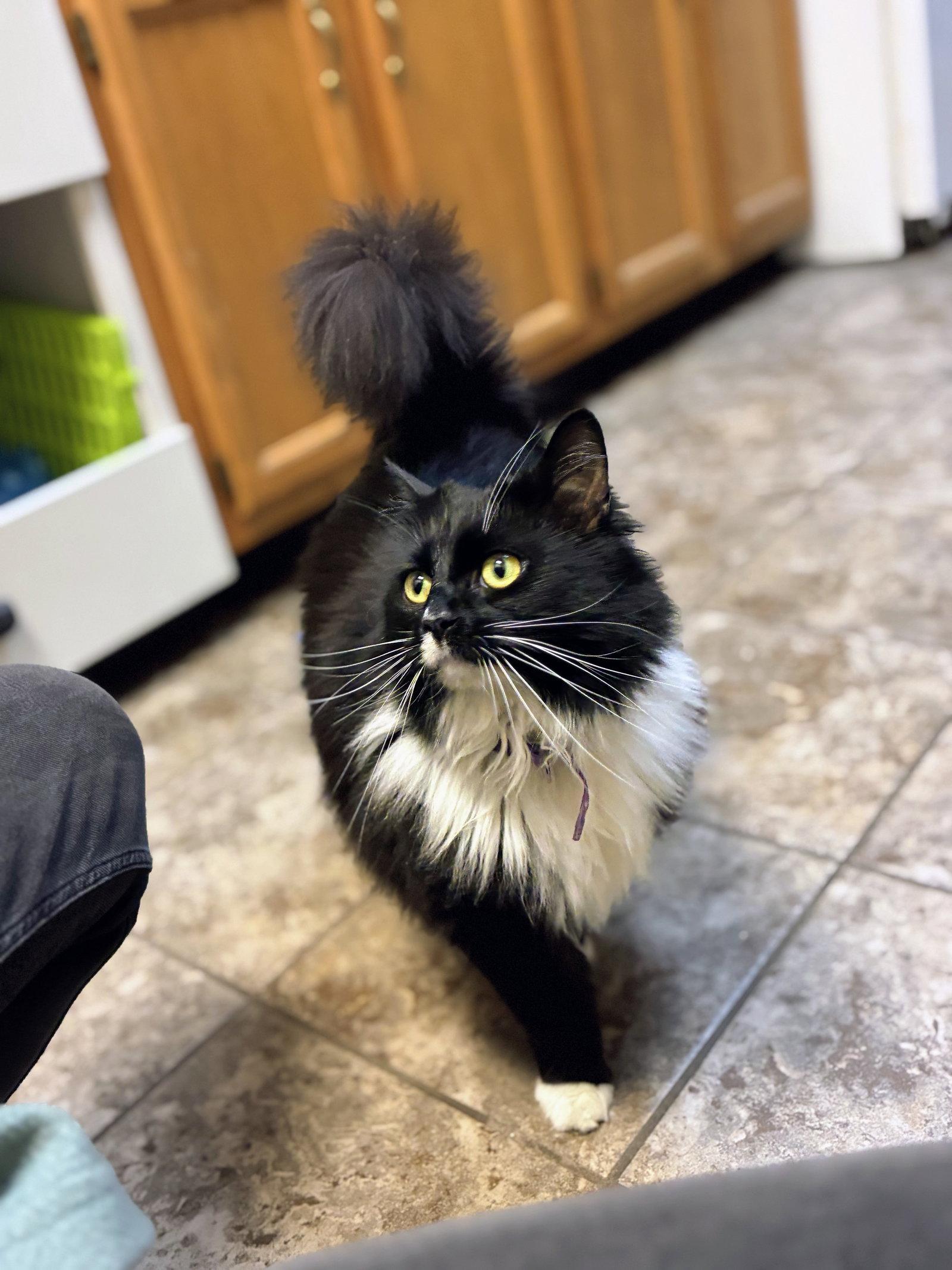 Evee, Adopted, Adult Female Domestic Long Hair.
