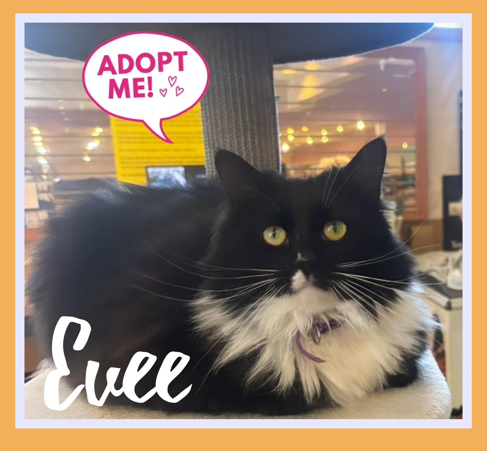 Evee, a Adopted Domestic Long Hair in Allentown, PA image 2/3