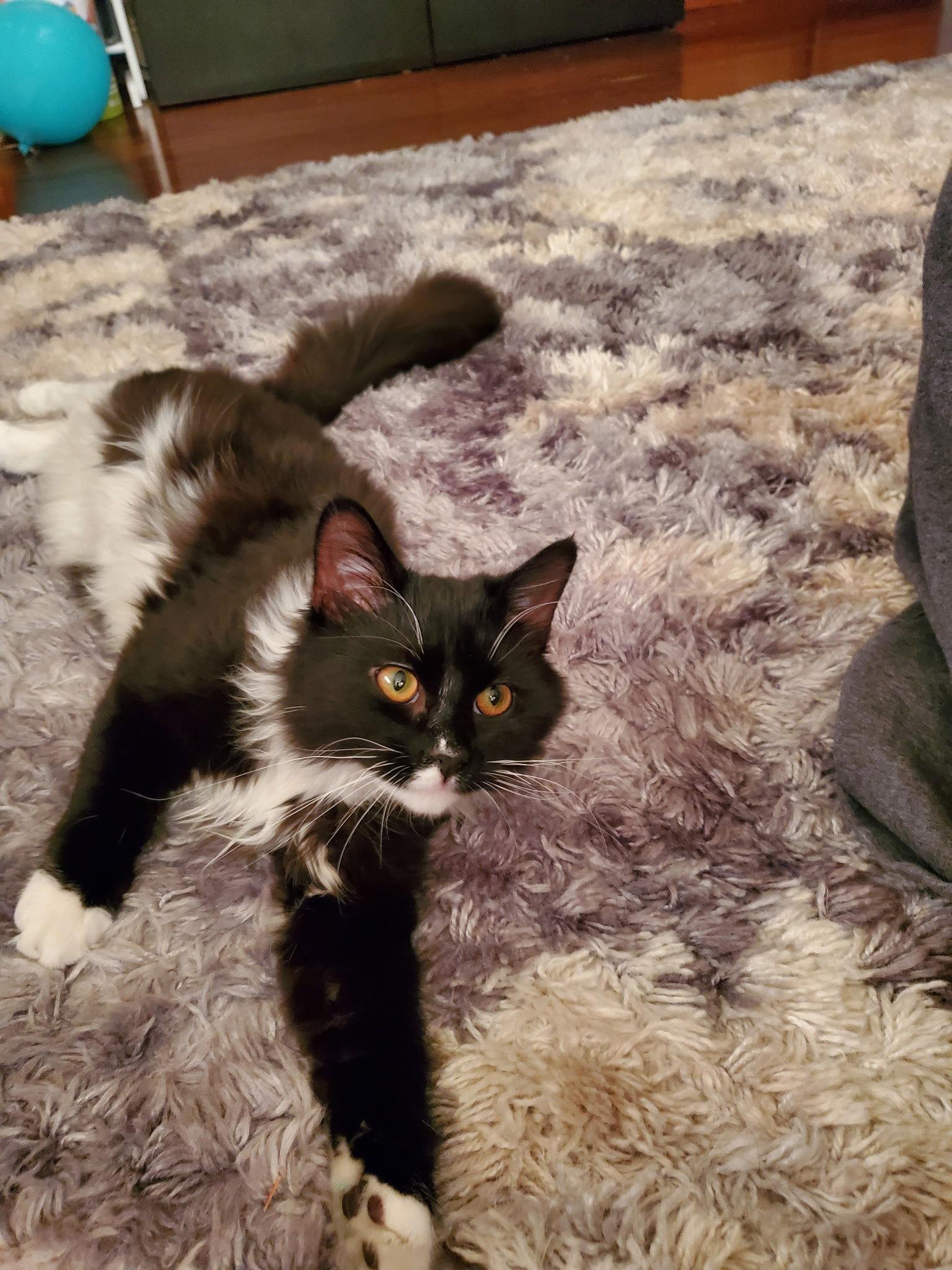 Evee, a Adopted Domestic Long Hair in Allentown, PA image 3/3