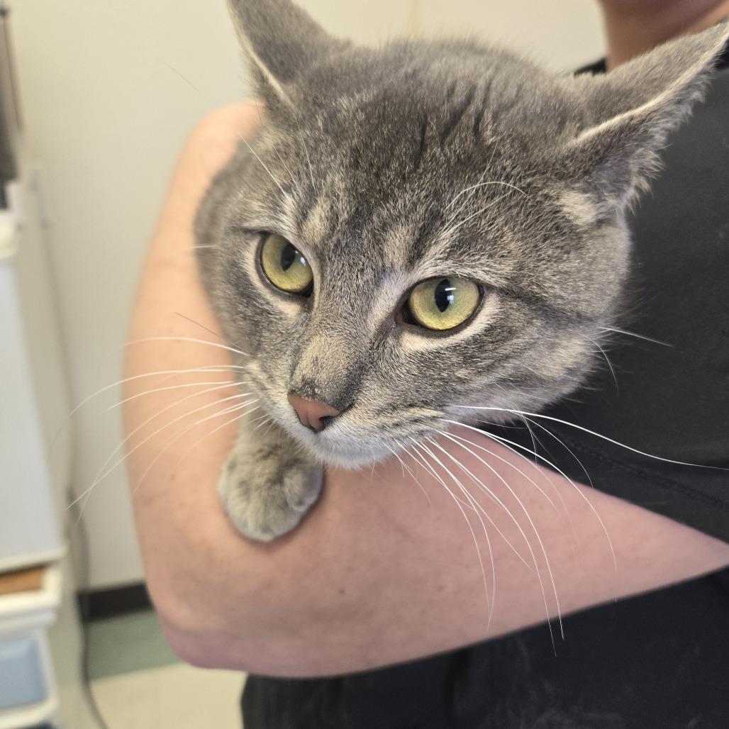 Enlarge Chance 26-071, a Adoptable Domestic Short Hair in Tawas City, MI image 1/1