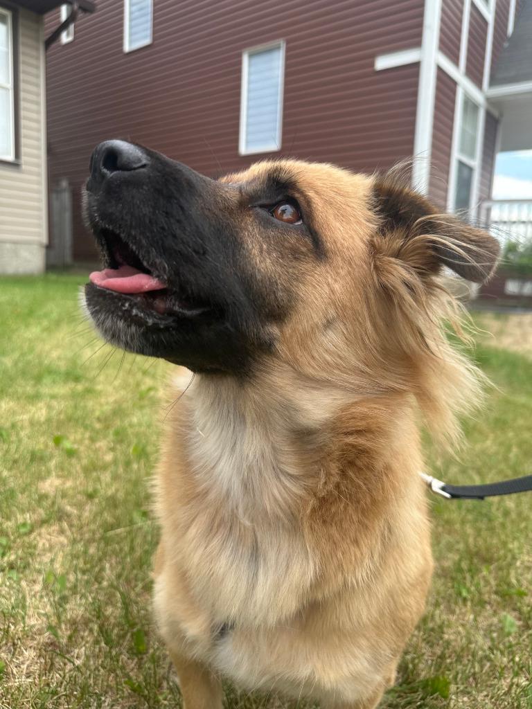 Mushu, a Adoptable mixed breed in Calgary, AB image 4/6