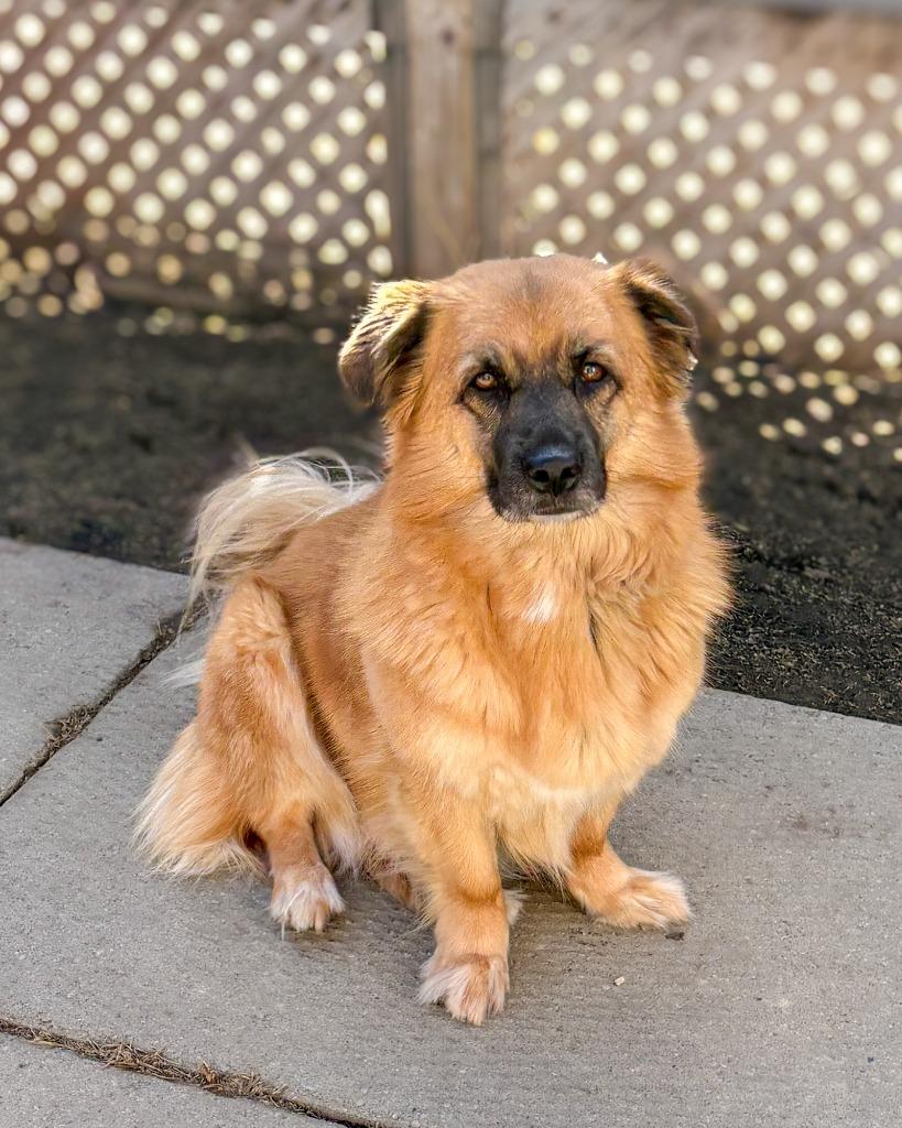 Enlarge Mushu, a Adoptable mixed breed in Calgary, AB image 5/6