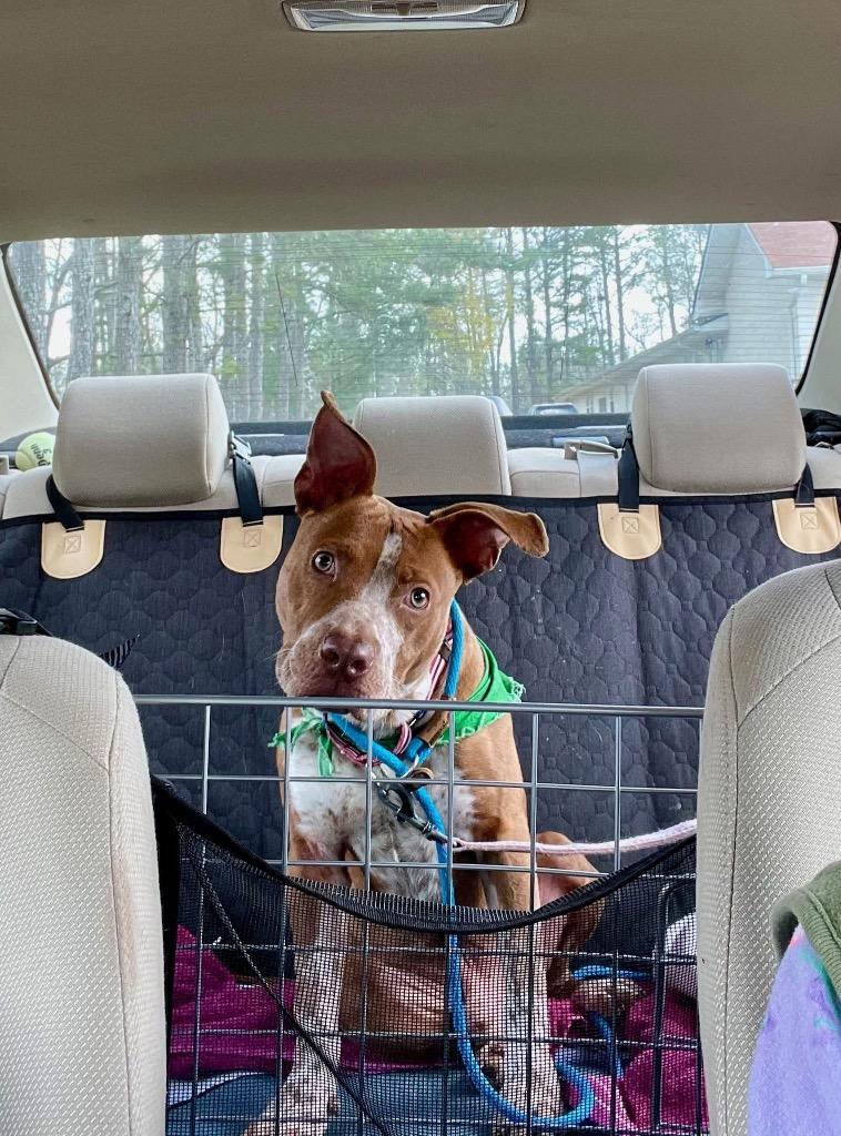 Percy, a Adoptable Staffordshire Bull Terrier in Newnan, GA image 1/2